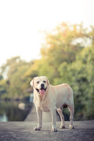 花园和湖中的拉布拉多猎犬 — 图库照片