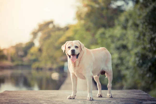 花园里的拉布拉多猎犬和太阳耀斑光 — 图库照片
