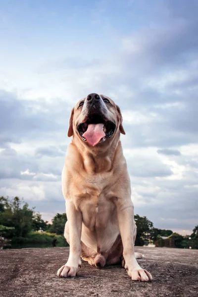 Grazioso Labrador Retriver Tramonto Nel Lago Nel Giardino — Foto Stock