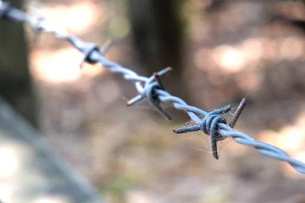 Barbed wire with spider web — Stock Photo, Image