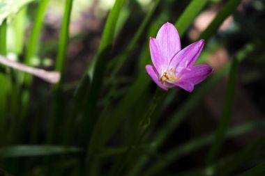 Sabah güneşin altında Pembe yağmur Lily
