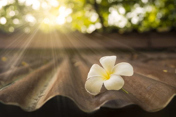 Beyaz Plumeria eski çinko üzerinde çatı sabah ışığında