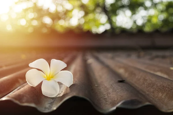 Plumeria branca no telhado de zinco velho na luz solar da manhã — Fotografia de Stock