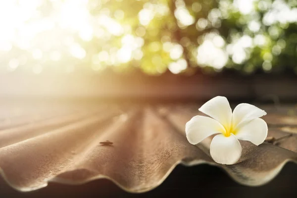 Plumeria branca no telhado de zinco velho na luz solar da manhã — Fotografia de Stock