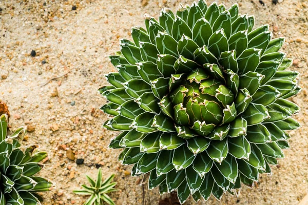 Queen Victoria Century Plant/Royal Agave