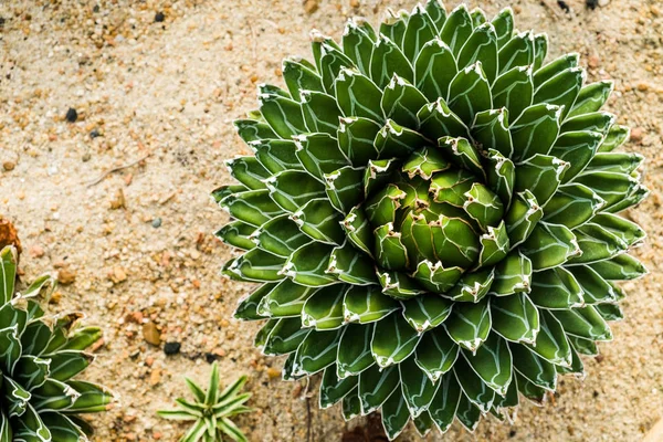 Queen Victoria század növény/Royal Agave — Stock Fotó