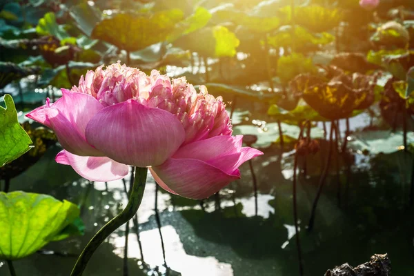 ピンク ロータス (ロセウム プレナム) 朝 s の沼に咲く — ストック写真