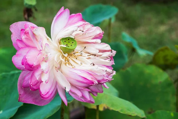 Pembe lotus Solana kadar kapatın 