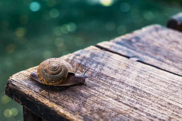 Küçük salyangoz ahşap tablo