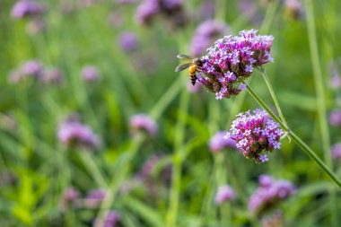 Sabah güneşi bee ile mor Verbena minik çiçekler