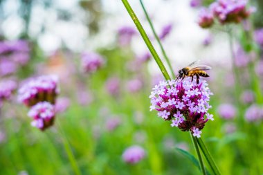 Sabah güneşi bee ile mor Verbena minik çiçekler