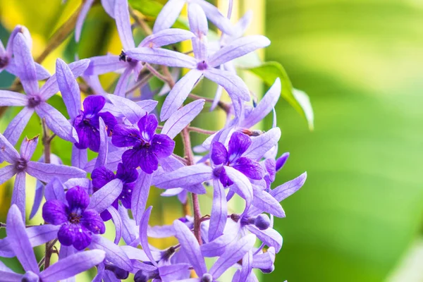 Beautiful Purple flowers in the garden,Sandpaper Vine — Stock Photo, Image