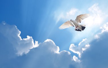 Parlak arka plan üzerinde inanç hava sembolü güvercin