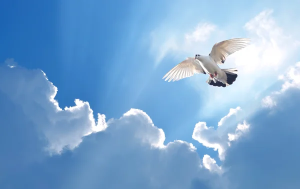 Dove in the air symbol of faith over shiny background — Stock Photo, Image