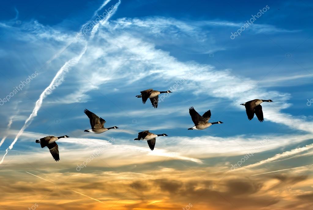 Beautiful sky with flying birds natural background Stock Photo by ©bolina  126697352