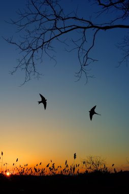 Gece gökyüzü arka plan üzerinde kırlangıcı