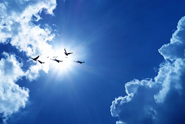 青い空に飛ぶ鳥の自然な背景 — ストック写真