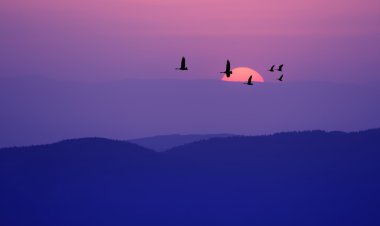 Mor arka plan manzara üzerinde uçan kuşlar 