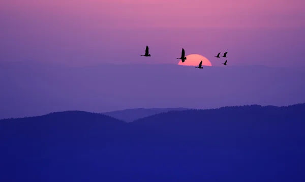 Aves voladoras sobre el paisaje de fondo púrpura — Foto de Stock