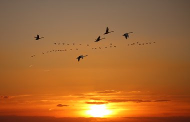 Golden sky on sunset or sunrise with flying birds natural backgr clipart