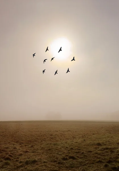 Fog in the autumn field with flock of birds