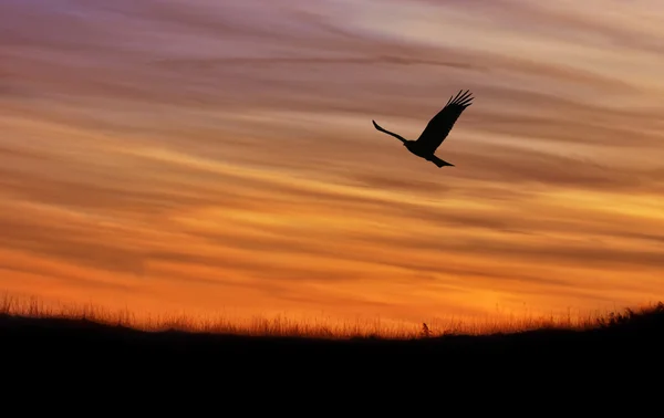 Vogel über hellem Herbsthintergrund — Stockfoto