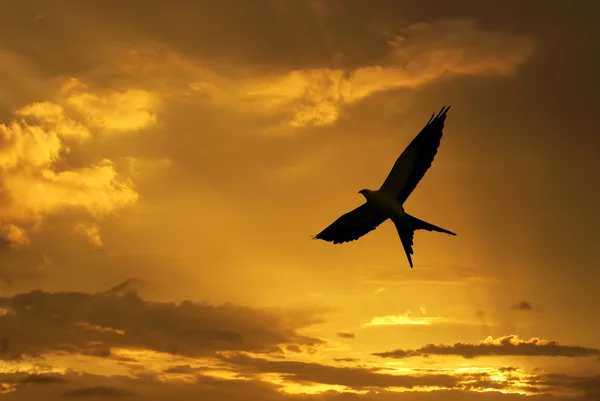 Pasăre peste fundal strălucitor de toamnă însorit — Fotografie, imagine de stoc