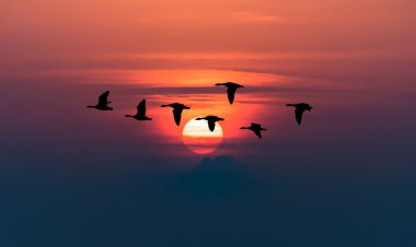 Kızıl gökyüzü arka planda uçan kaz