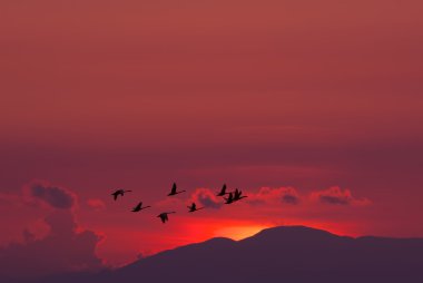Göçmen kuşların kırmızı günbatımı üzerinde uçan