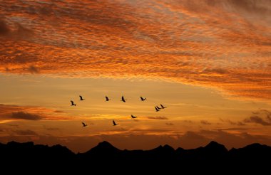 Parlak gökyüzü günbatımı veya gündoğumu uçan kuşlar doğal backgr ile