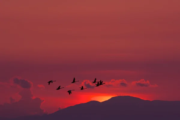 Aves migratorias sobrevolando el atardecer rojo — Foto de Stock