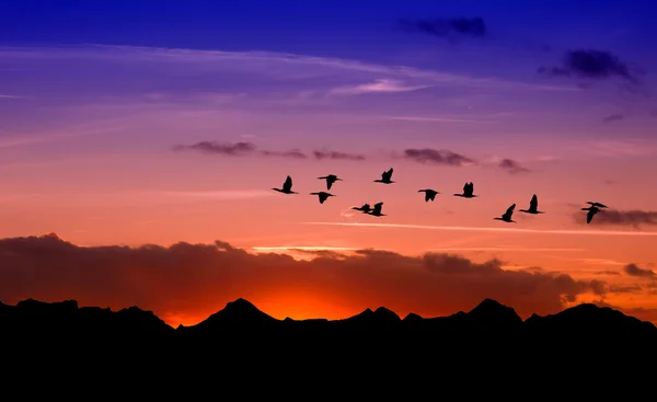 Silueta letící ptáci nad rudý západ slunce — Stock fotografie