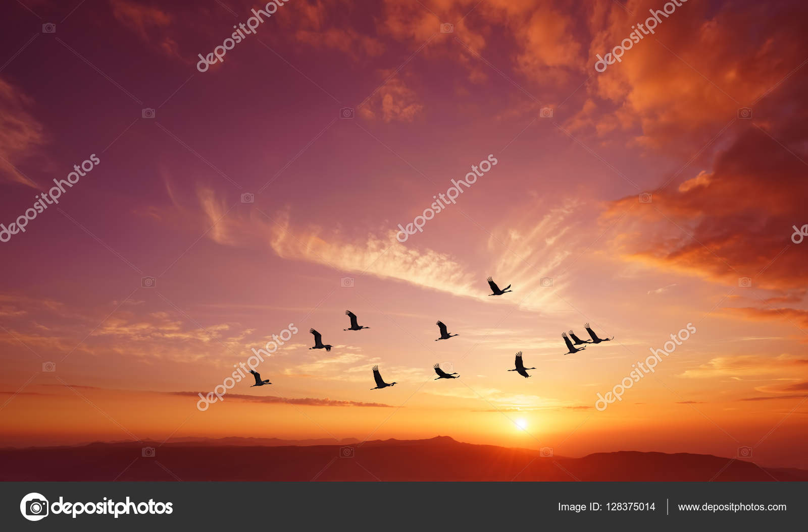 birds flying sunrise