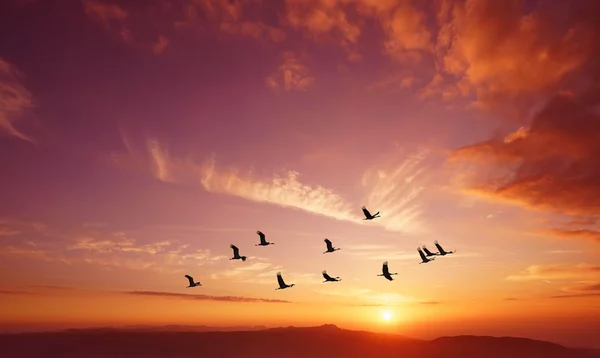 Vögel fliegen bei Sonnenaufgang über die Berge — Stockfoto