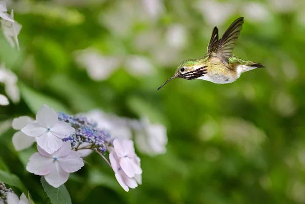 Beija-flor pairando na hortênsia — Fotografia de Stock