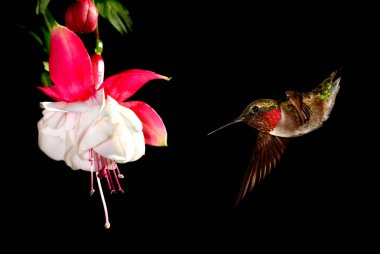 Hummingbird in flight with tropical flowers over black backgroun clipart