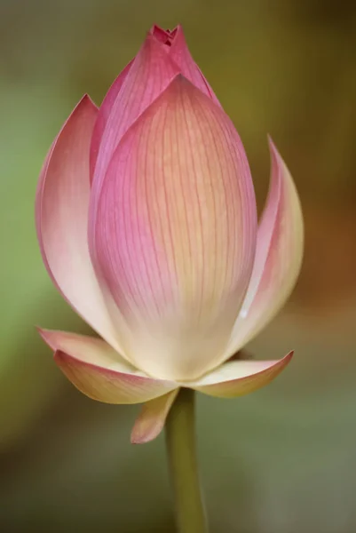 Lágy fókusz gyönyörű lily flower Bud — Stock Fotó