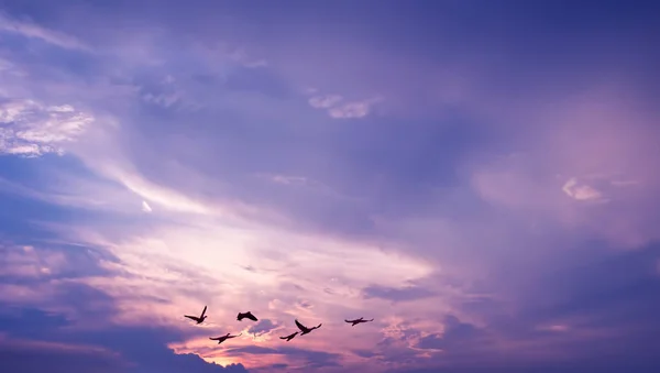 Jasná obloha na západ slunce nebo východ slunce s létajícími ptáky — Stock fotografie