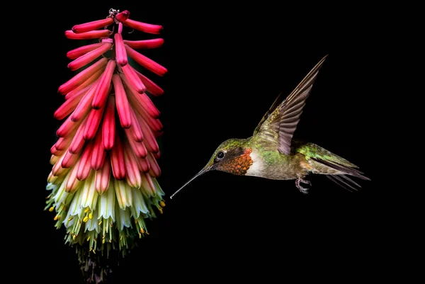 Vackra hummingbird över svart bakgrund — Stockfoto