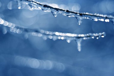 buz sarkıtları dal üzerinde 