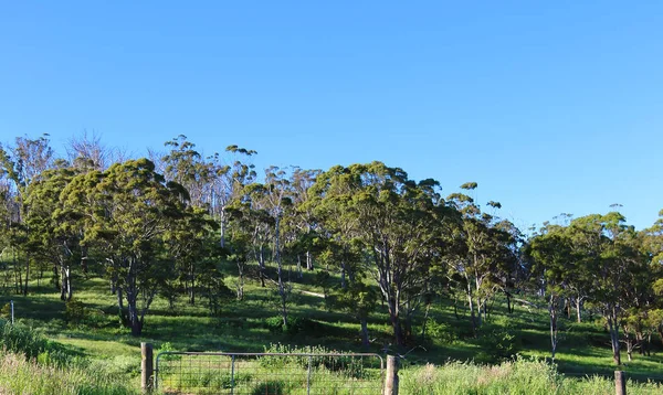Campo australiano vista panorâmica — Fotografia de Stock