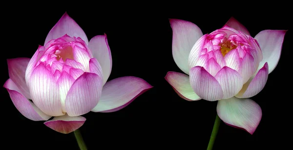 Krásné Lotus izolovat na černém pozadí — Stock fotografie