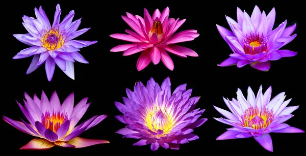 Floare de crin de apă violet (lotus) deasupra fundalului negru vedere de sus — Fotografie, imagine de stoc