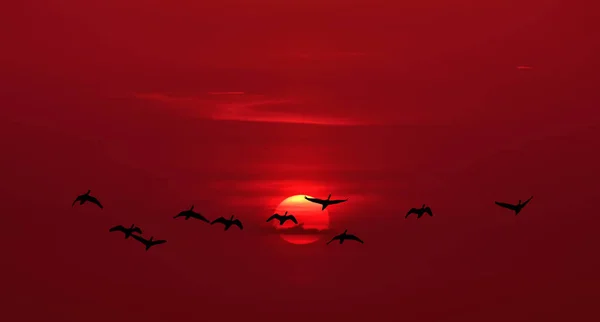 Sonnenuntergang oder Sonnenaufgang mit fliegenden Vögeln natürlichen Hintergrund — Stockfoto