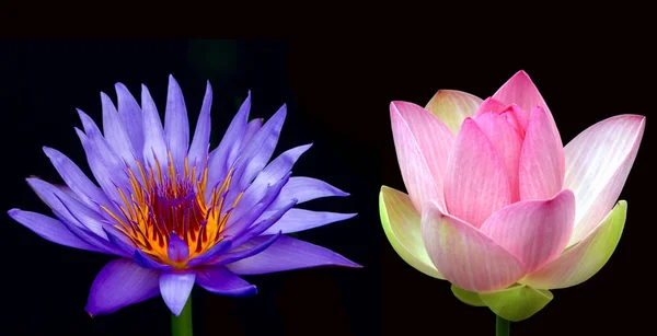 Víz liliom virág (lotus) felett fekete háttér — Stock Fotó