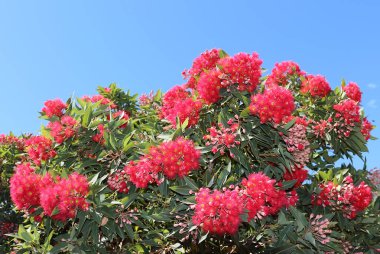 Red flowering eucalyptus gum tree clipart