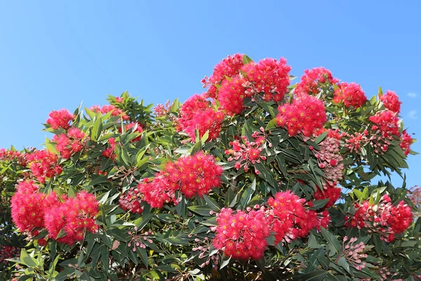 Red flowering eucalyptus gum tree — Stock Photo, Image