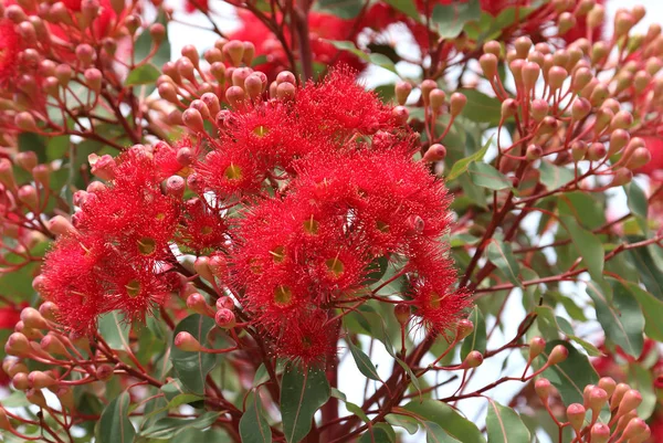 Flowering gum tree in early summer Victoria Australia — Stock Photo, Image