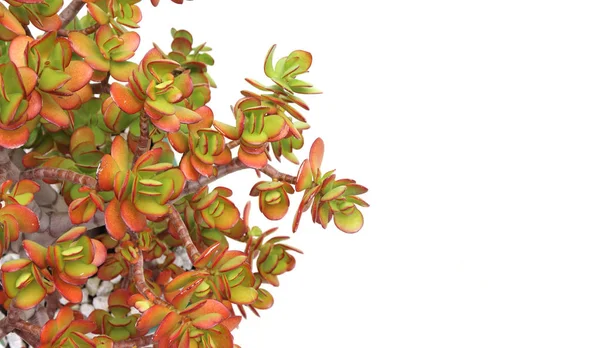 Beyaz üzerine tencerede para ağacı (yeşim bitkisi tesisi)