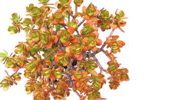 Beyaz panoramik görünüm üzerinden para ağacı (yeşim bitkisi tesisi)